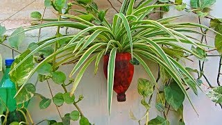 For Beginners Easy To Grow  Beautiful Plant  SPIDER PLANT  UrduHindi [upl. by Chastity]