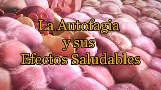 La Autofagia y sus Efectos Saludables [upl. by Dalis631]