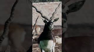 The Amazing Indian Gazelle Natural HabitatPakistanshorts [upl. by Garbe575]