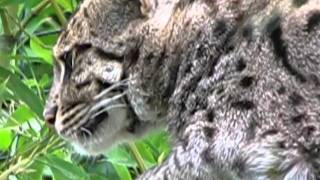 ZOO PARC DE BEAUVAL 53 Chat pêcheur [upl. by Jasisa435]