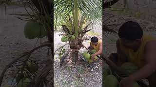 DWARF COCONUT TREE [upl. by Emogene]