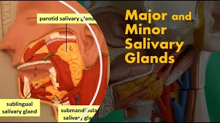 Major Salivary Glands Their Ducts and Saliva [upl. by Yseulte223]