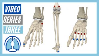 Lower Extremity Video Series Three Action Origin Insertion Innervation [upl. by Duffie]