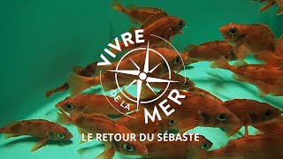 Vivre de la mer Le retour du sébaste [upl. by Garber]