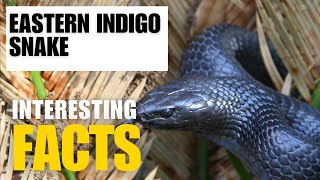 What Are the Most Interesting Facts About Eastern Indigo Snake Interesting Facts  The Beast World [upl. by Tennies777]