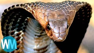 Top 10 TERRIFYING Snakes That Will Probably KILL You [upl. by Lissie]