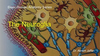 Neuroglia [upl. by Latisha3]