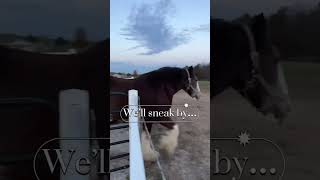 Clydesdales gather to watch Yellowstone Clydesdale BarnLife [upl. by Edbert]