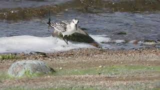 jespák písečný Calidris alba [upl. by Weinman]