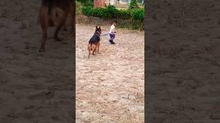 germanshepherd Dog vs kangalytshortstrendingshorts trending youtubeshorts viralshortsubscribe [upl. by Boyer]