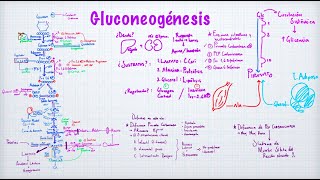 Gluconeogénesis [upl. by Lladnar49]