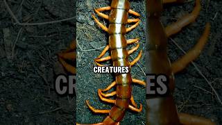 Centipedes The Masters of Many Legs centipede shorts animals wildlifewisdom [upl. by Reema675]