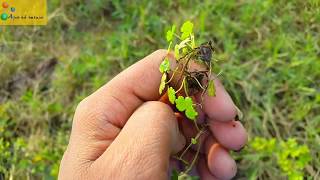 Carpet plant species from india7 types of carpet plant found Aqua adventure [upl. by Cyrus]