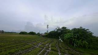 Burung bangau sawah [upl. by Ane]