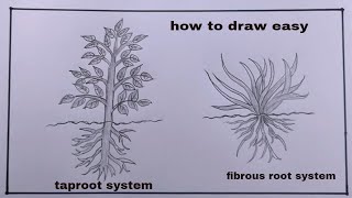 how to draw tap root and fibrous roottap root system diagram [upl. by Child]