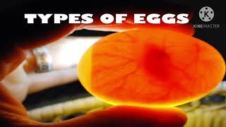 Types of eggs [upl. by Forster]