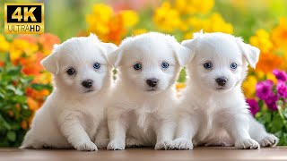 Baby Animals 4K ULTRA HD 🐶 Cute Animal Symbols From The World Of Small Animals With Nature Sounds [upl. by Dnalyr]