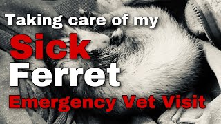 Sick Ferret Emergency Vet Visit [upl. by Naved]