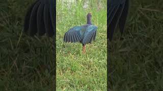 Wingspan Swamphen Bird❤ wingspan wings birds shortsfeed shorts views look watch ytshorts [upl. by Ahsinrev]