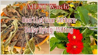 Why Gerbera Daisy Dying or Wilting  How to Revive Gerbera Daisy Plant from DyingWilting  URGENT [upl. by Nylzaj]