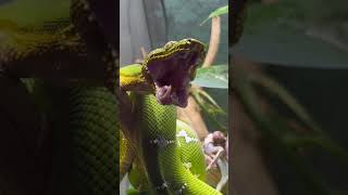 Adorable Emerald Tree Boa Yawning [upl. by Joung]