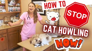 How to Stop Your Cats HOWLING  Tips and Tricks [upl. by Heisel429]