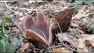 Morilles un début de saison remarquable [upl. by Aniri665]