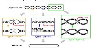 DNA Supercoiling 4  Topoisomerases [upl. by Christa]