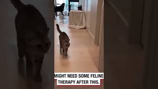 Pets are scared🙀cat funnyvideo catsoftiktok pet halloween [upl. by Rolyks95]