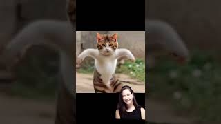 Funny Dancing kitty catlover funny cute [upl. by Eeniffar178]