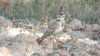 Crested Lark Galerida cristata  A Singing Bird  Crested Lark Call  Crested Lark Sounds [upl. by Satsoc235]