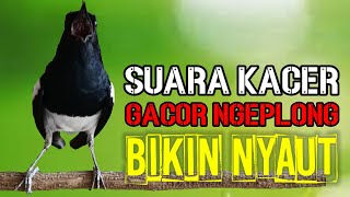 TERAPI SORE SUARA KACER GACOR NGEPLONG INI MANTAP BUAT PANCINGAN KACER AGAR NYAUT BUNYI GACOR [upl. by Bell]