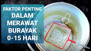 Tips Mempercepat Pertumbuhan Burayak Guppy [upl. by Guido]