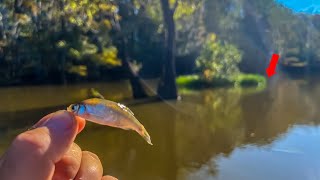 This SIMPLE Crappie Rig Catches HUGE Crappie CATCH CLEAN COOK [upl. by Irot]