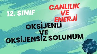 OKSİJENLİ VE OKSİJENSİZ SOLUNUM 12 Sınıf Biyoloji Konu Anlatımı [upl. by Ingeberg393]