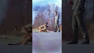 dogs k9protection germanshepherd dog doglover k9 dogtraining k9handler [upl. by Naicad]