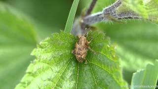 Eichelbohrer Rüsselkäfer Curculio venosus [upl. by Brita]