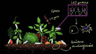 Bt Crops  Biotechnology and its Applications  Biology  Khan Academy [upl. by Ricard]