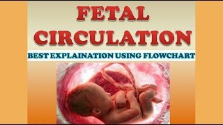 FETAL CIRCULATION [upl. by Oiramaj189]