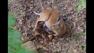 Whitetailed deer giving birth to twin fawns [upl. by Sivie]