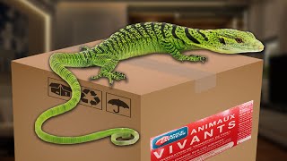 UNBOXING REPTILE VARANUS PRASINUS [upl. by Margot]