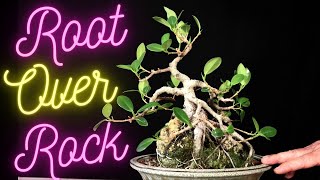 Root over Rock 2 Ficus Microcarpa Bonsai Tree [upl. by Lipsey]