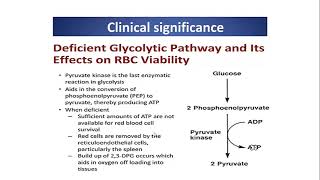 Pyruvate kinase deficiency PKD [upl. by Attiuqaj295]