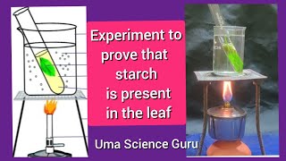 Experiment to prove that the presence of starch in leaves 10th class Biology [upl. by Phillipp]