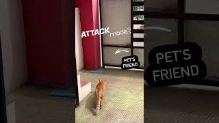 cats pets attack [upl. by Burnsed102]