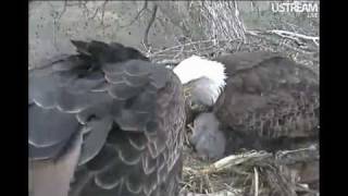 Decorah Eagles Pair Disagree Over Fish Dinner 41411 [upl. by Anahs]