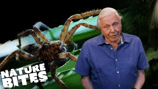 Stick Insect VS Deadly Huntsman Spider  David Attenboroughs Micro Monsters  Nature Bites [upl. by Humble116]