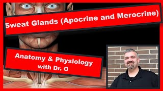 Apocrine and Merocrine Sweat Glands Anatomy and Physiology [upl. by Idel698]