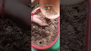 Lets grow coriander at home 🏡☘️gardening plants garden gardeningtips agriculture viralvideo [upl. by Joseito]