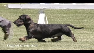 Wirehaired Dachshund Dog Show [upl. by Aicileb]